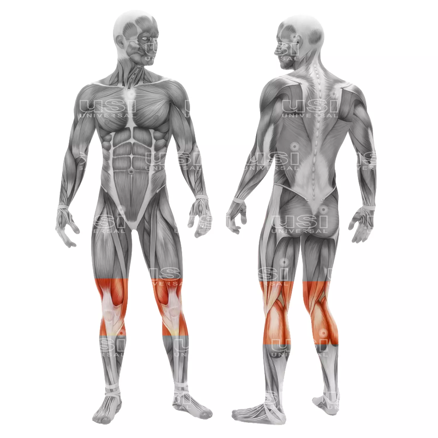 KS5 skull-1 1500X1500